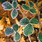 bramble 